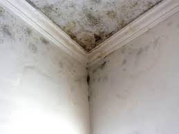 Best Environmental Consulting for Mold Prevention  in Newark, CA